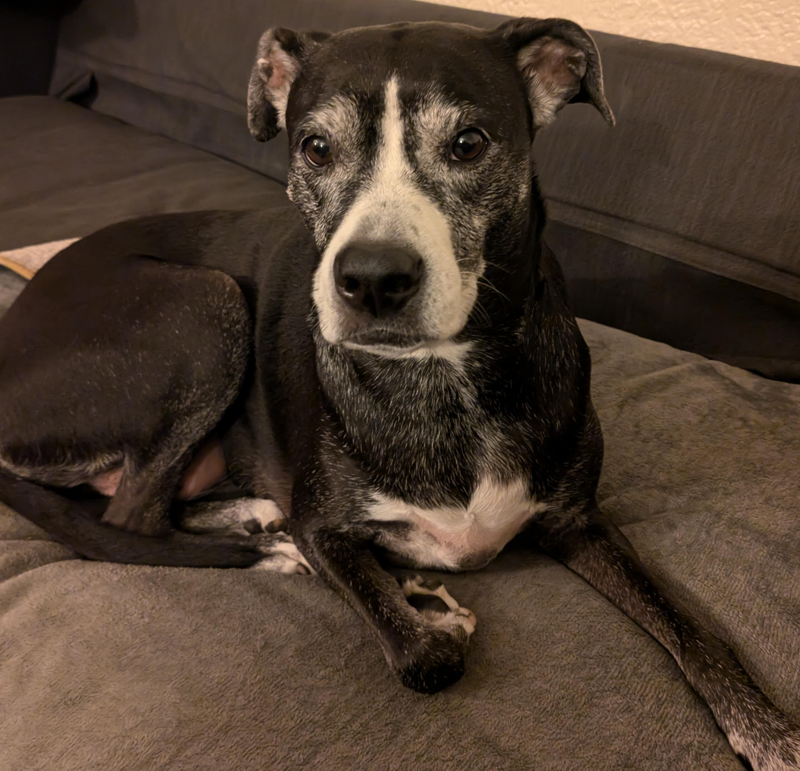 Older Dog, sitting calmly on a couch, Chief Morale Officer Ridley